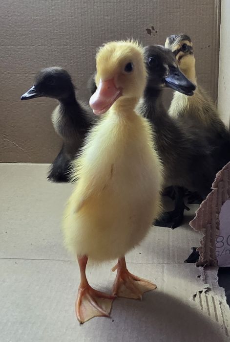 Kaczki biegusy indyjskie – młode, z genem czubatości