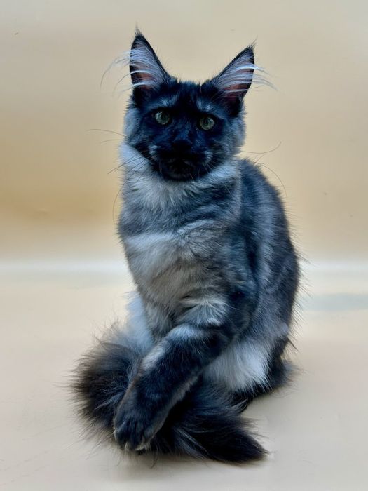 Мейн кун  котенок девочка черный дым с документами питомник