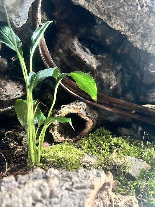 Gekon wraz z terrarium