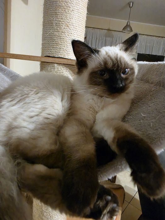 Śliczna kotka ragdoll