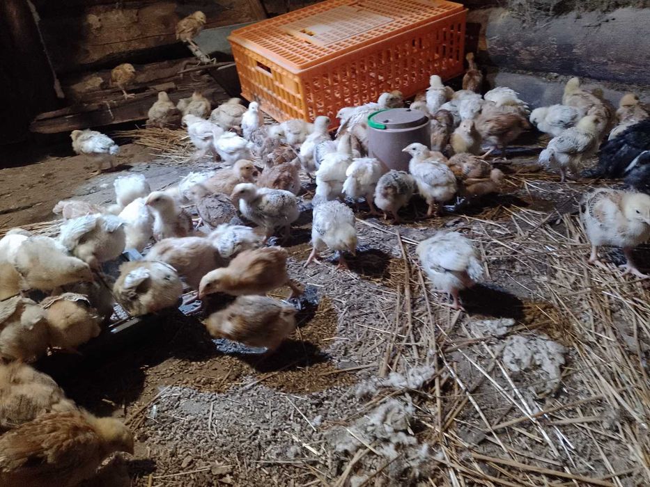 Курчата 3 тижневі