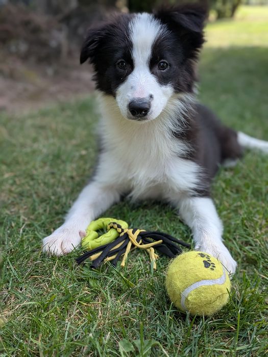 Border Collie Suczka Badania Genetyczne