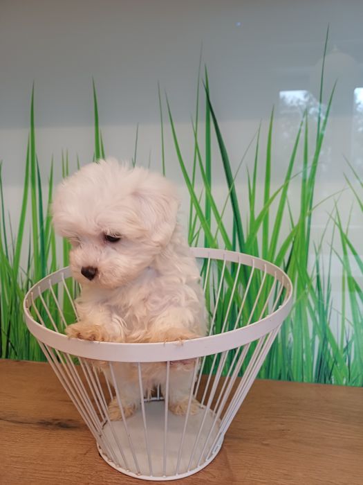 Maltanczyk mały słodziak