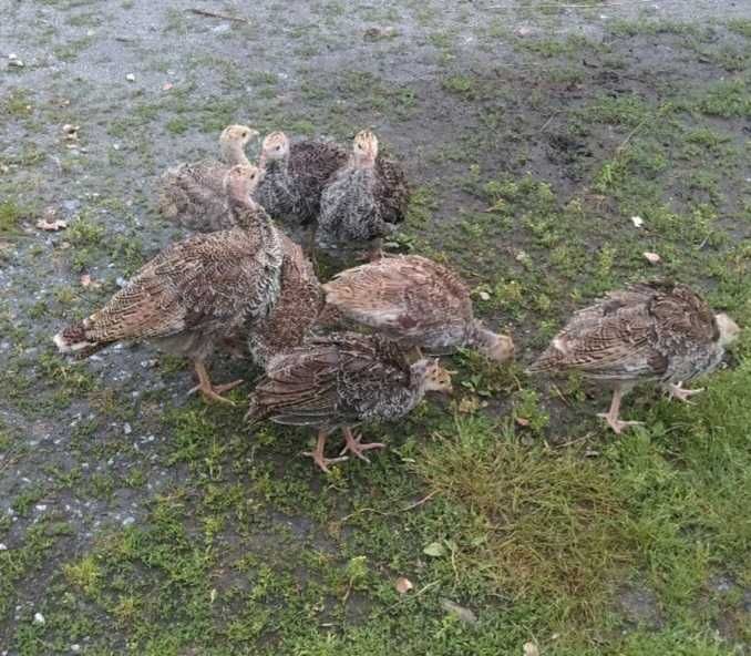 Шукають новий дім індичата