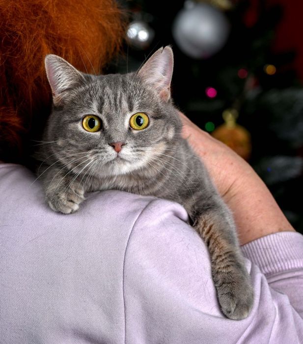 Дівчинка шукає дім