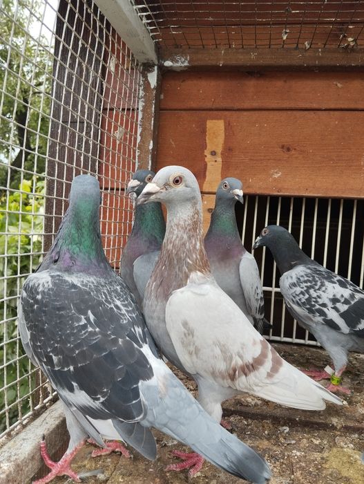 Gołębie pocztowe Super