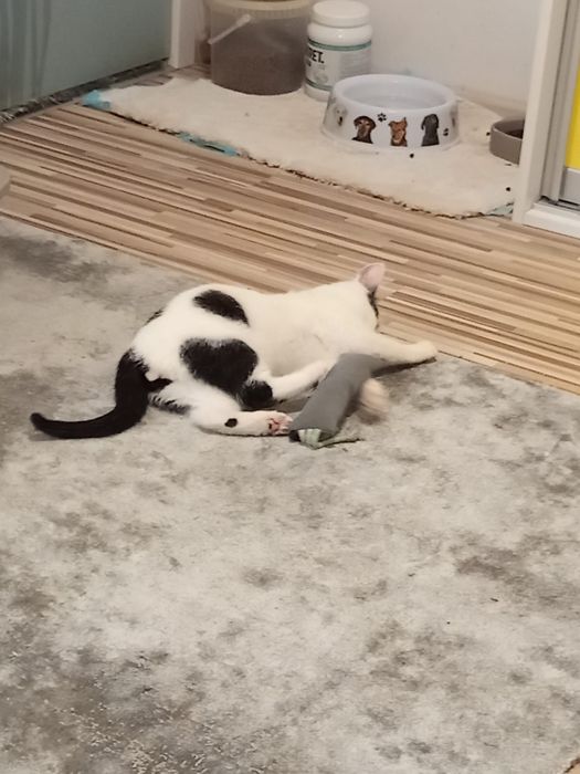 4 miesięczny kocurek szuka domu niewychodzącego