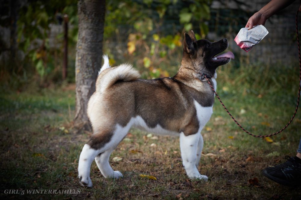 Обирай найкраще! Американська Акіта