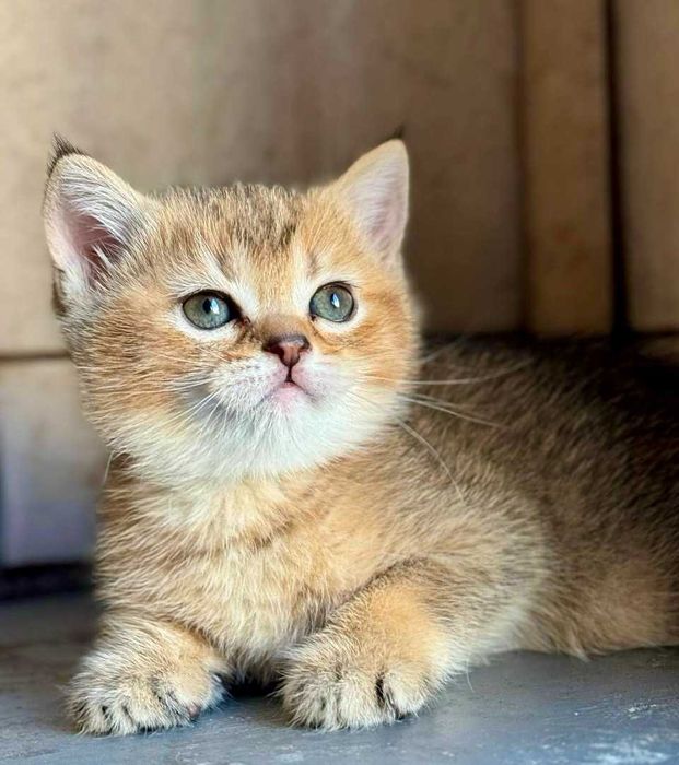 Кот золотая тикированная шиншилла