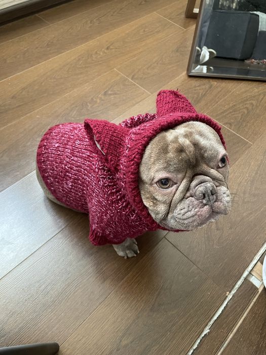 Вязанный костюм  для собаки