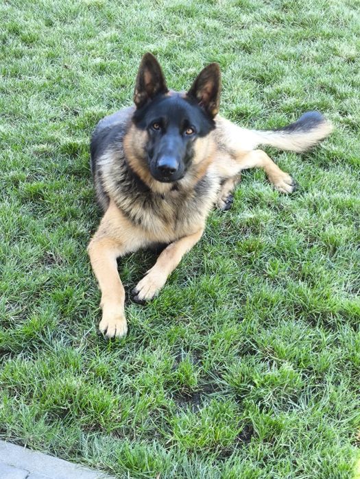 В'язка тварин вівчарка