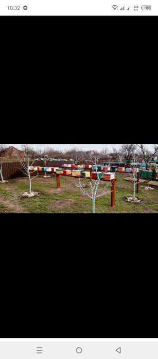 Бджолині матки укр.степ