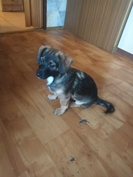 Oddam 3,5.miesieczne szczeniaczki