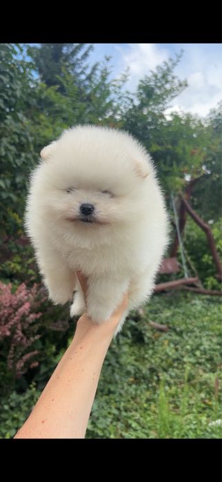 Szpic miniaturowy pomeranian chlopczyk mini xs do 2 kg
