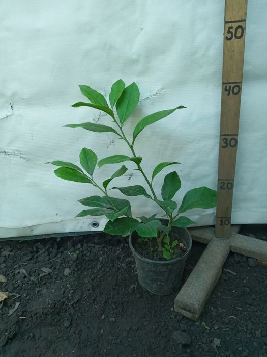 Лимони різні сорти