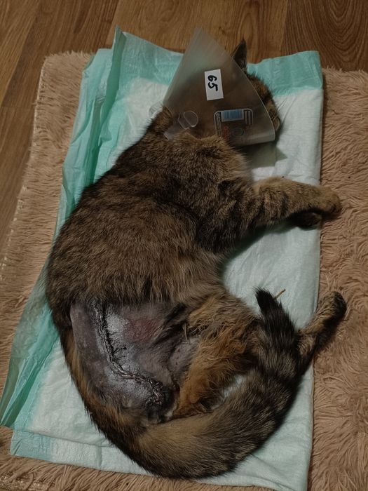 Прошу допомоги!!