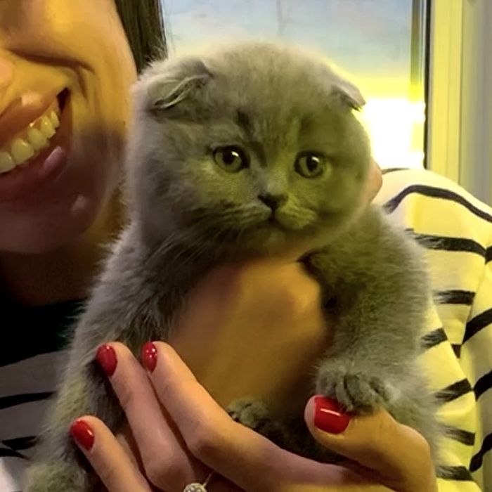 Кошенята з іскрою в очах