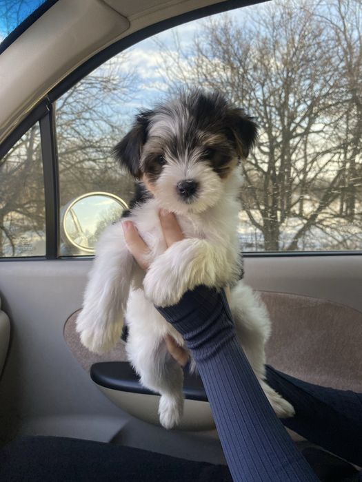 Красунчик Бівер йорк хлопчики