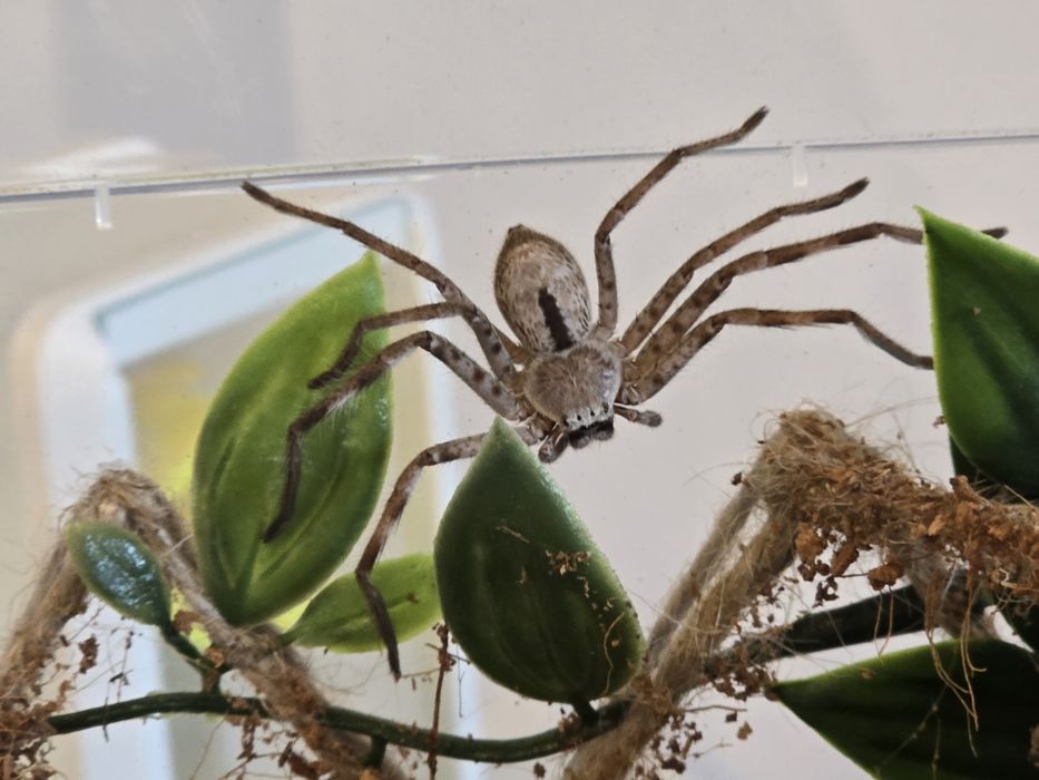 Holconia Immanis L4/5