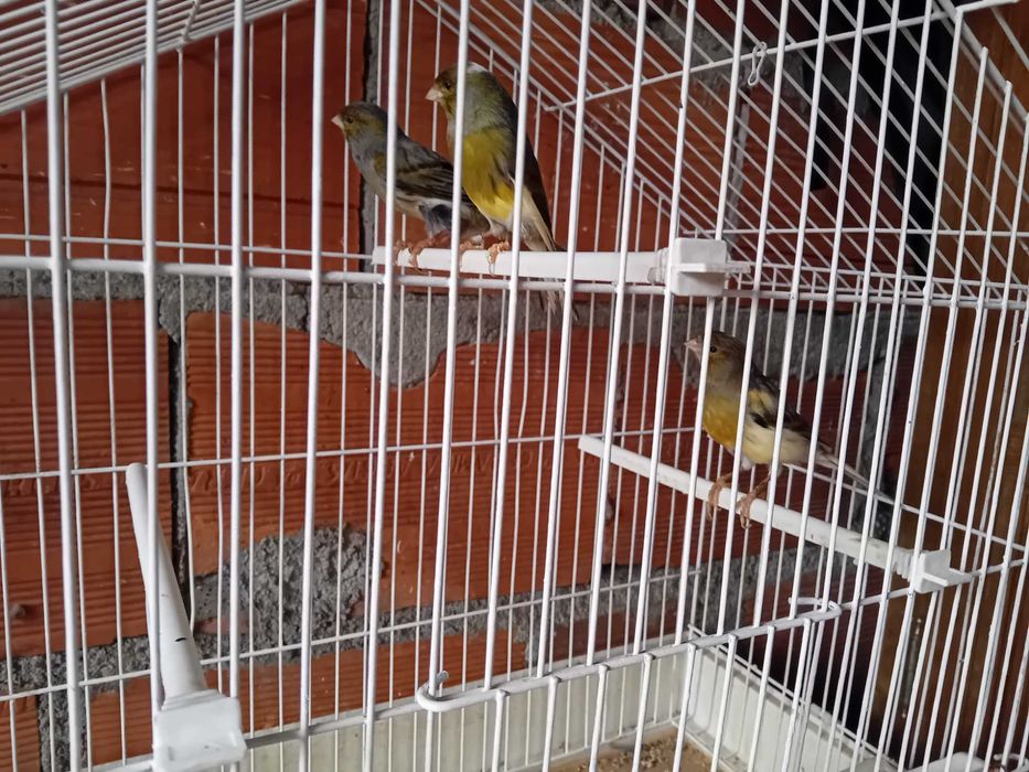 Canários 4 machos 3 fêmeas