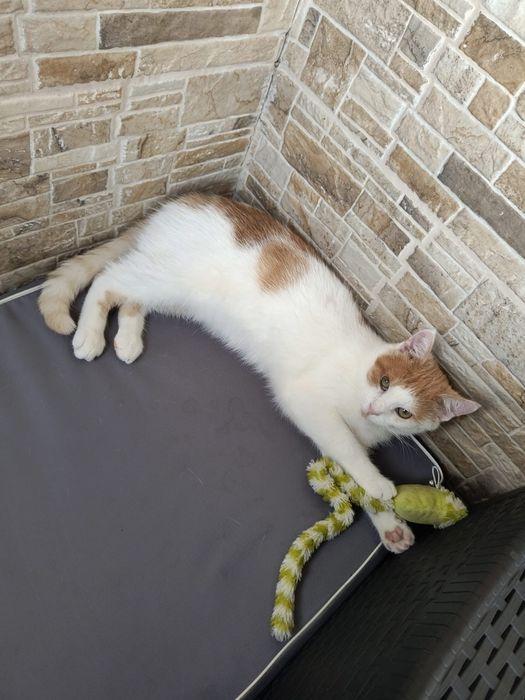 Słodki Pinokio do pokochania