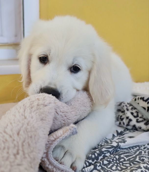 Golden Retriever fêmea com LOP