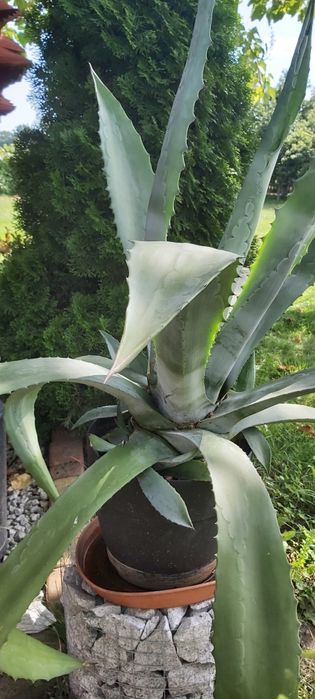 Piękna agawa – duża i zdrowa