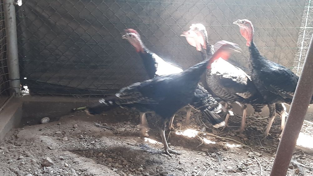 Perus para venda 6 meses idade