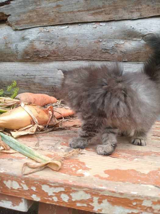 Маленькі кошенята відам у добрі руки.