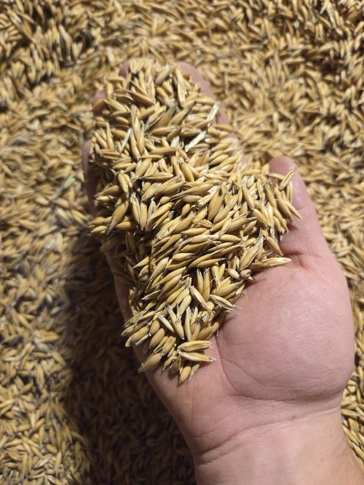 Owies Bingo zbiór 2025