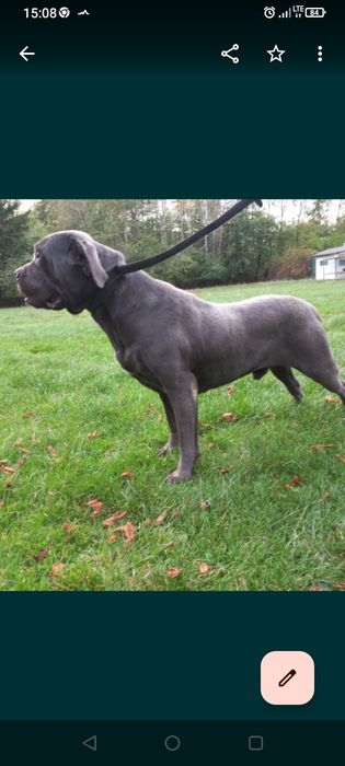 Pies Cane Corso niebieski