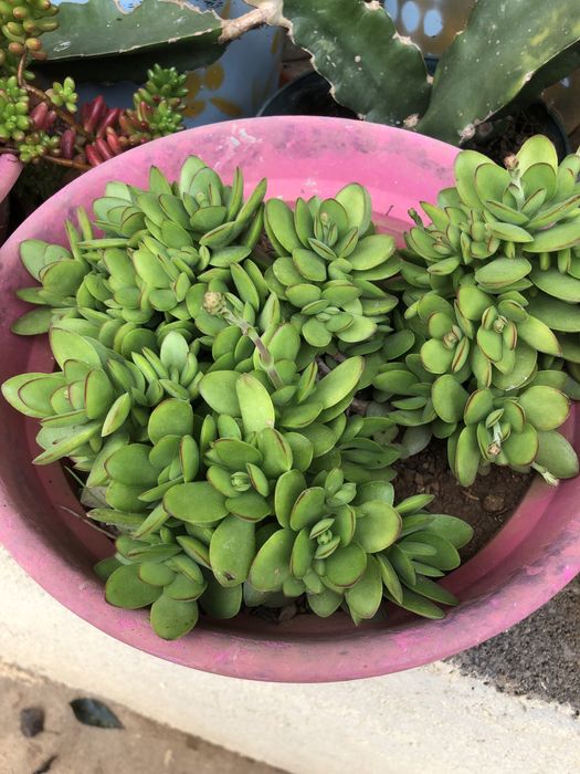 suculentas  muito bonitas