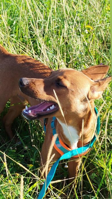 Cão para Adoção Responsável