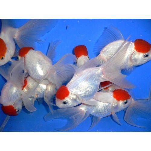 Оранда червона шапочка рибка акваріумна