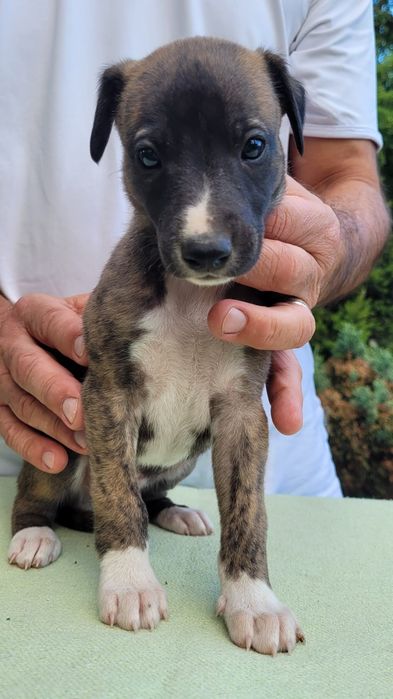 Whippet szczeniak.