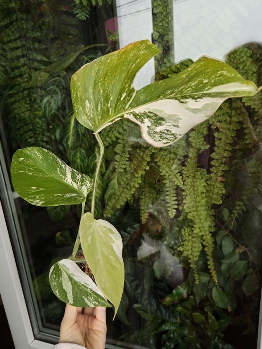 Монстера варієгатна Альба