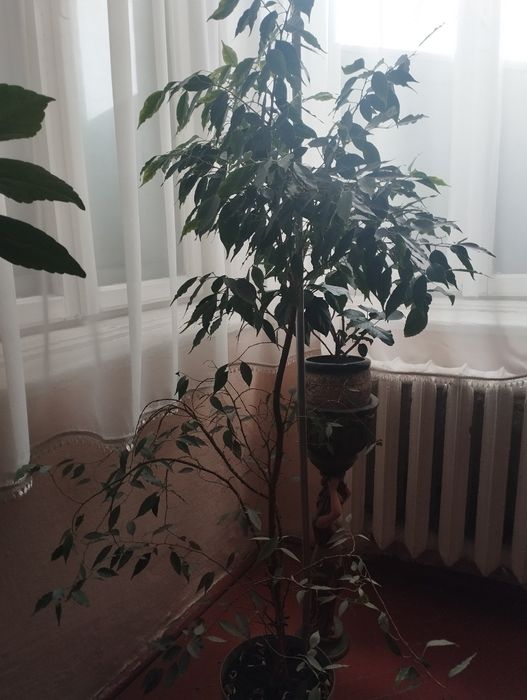 Продається вазон  фікус листя як у берези  висота 120 см