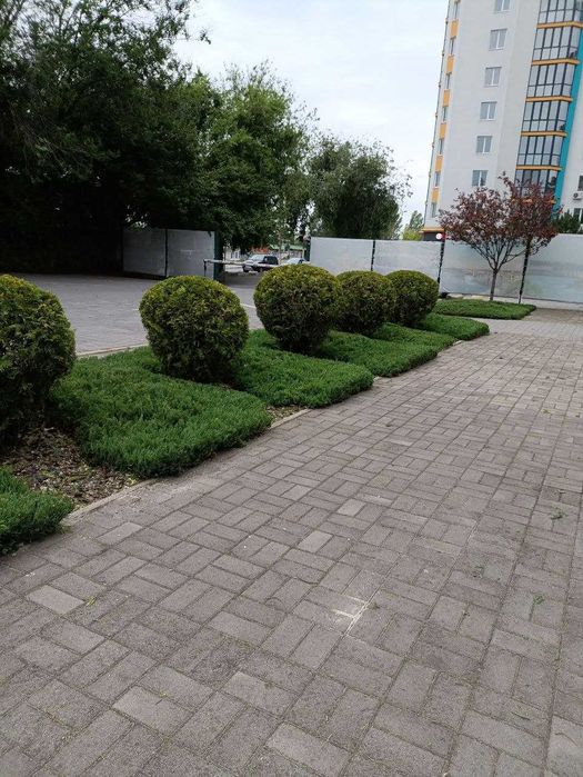 стрижка хвойних рослин. садівник