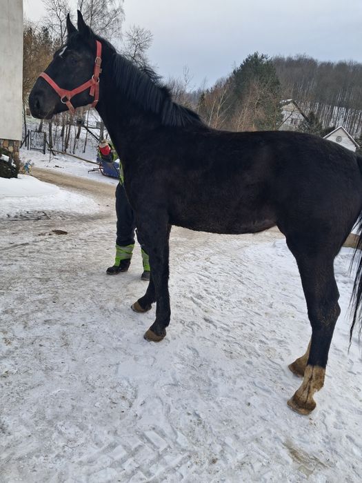 Klacz slaka po rodzicach programowych