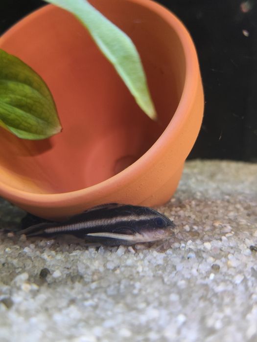 Platydora costatus