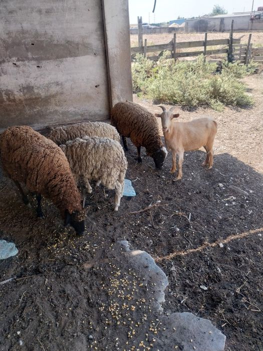 Ovelhas e carneiro e cabras