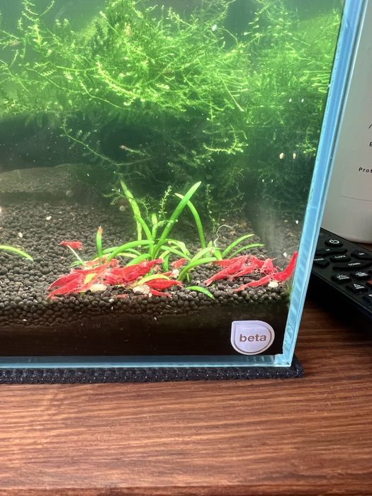 Camarões neocaridina ref fire