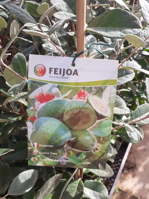 Feijoa - Acca sellowiana