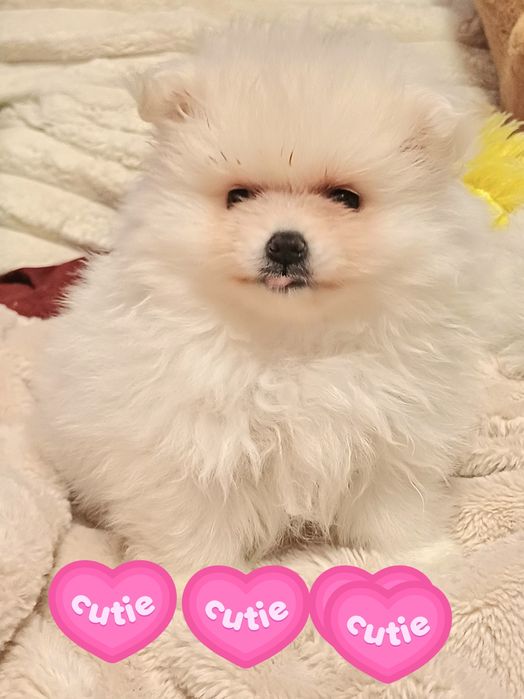 Хлопчики шпіц мішкі