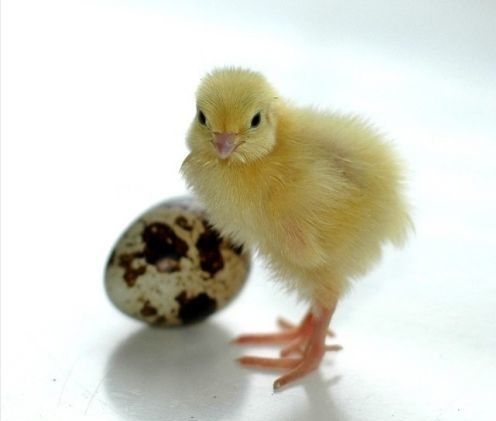 Суточные перепелята породы Техасский белый бройлерный