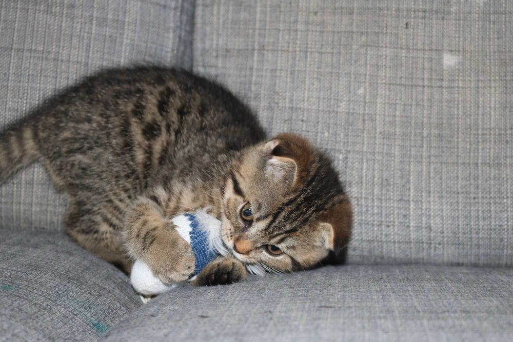 uma gatinha scottish fold