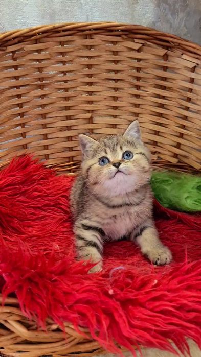 Идеален для деток мальчик