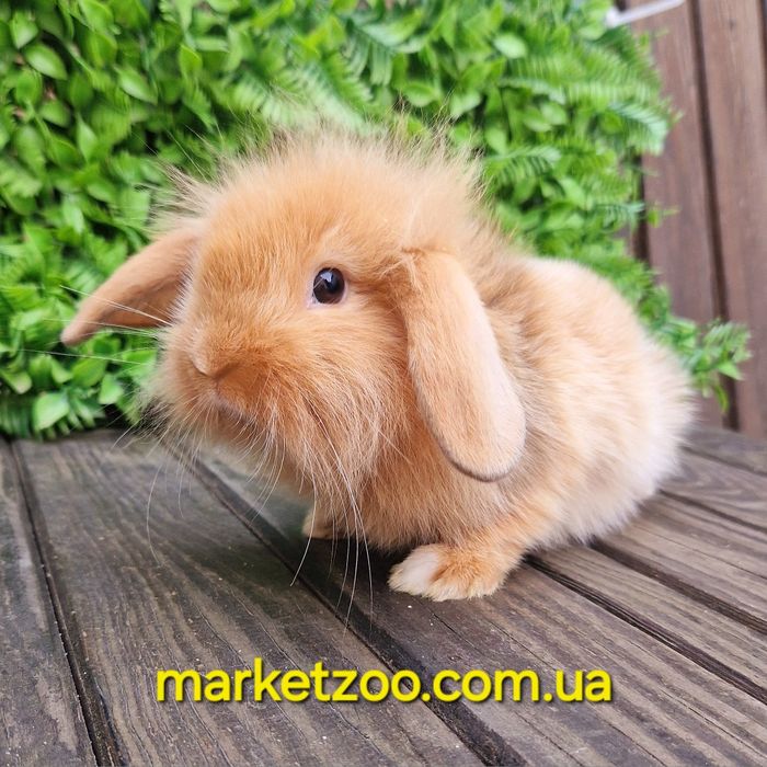 Міні кролик висловухий баранчик mini lion lop руденький з білою лапкою