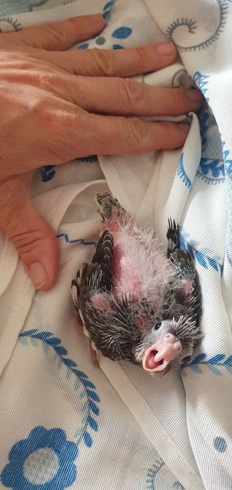 Caturras bébés a comer à seringa