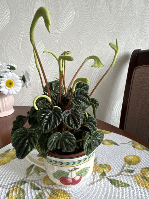 Продается пеперомия